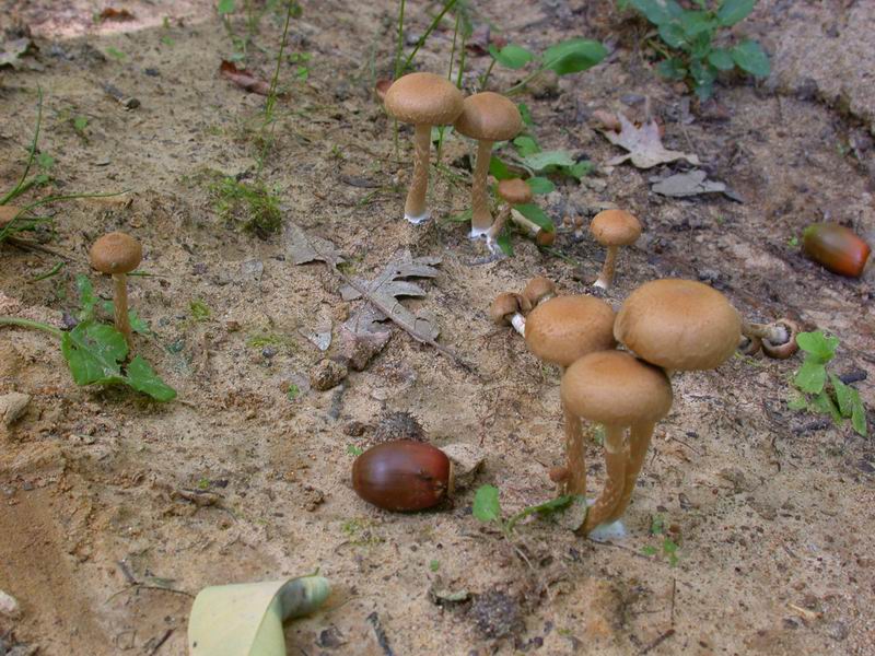 Psathyrella lacrymabunda